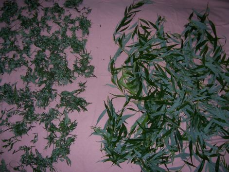 000_1330.jpg