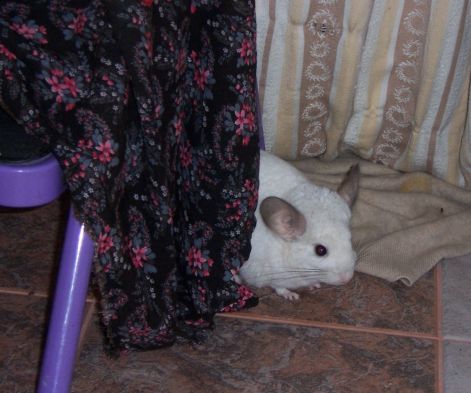 000_1532.jpg