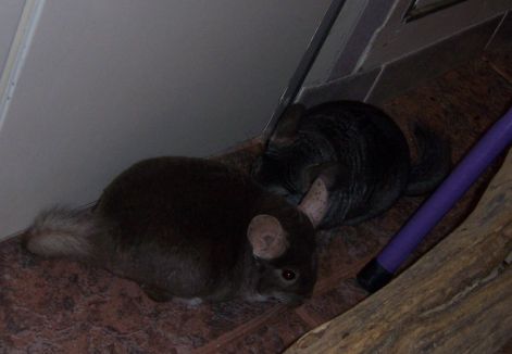 000_3788.jpg