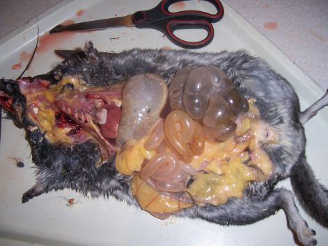 000_5332.jpg 000_5332.jpg