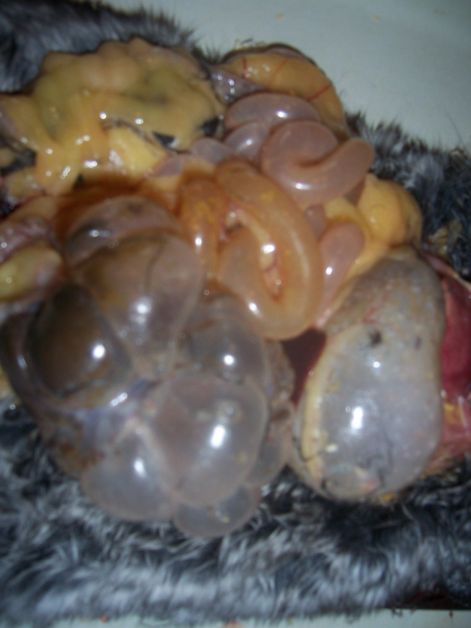 000_5334.jpg 000_5334.jpg