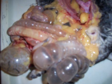 000_5335.jpg 000_5335.jpg