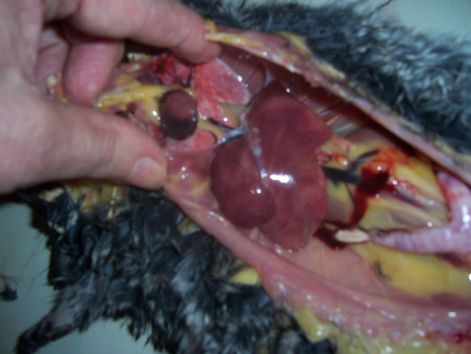 000_5336.jpg 000_5336.jpg