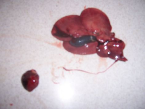 000_5339.jpg 000_5339.jpg