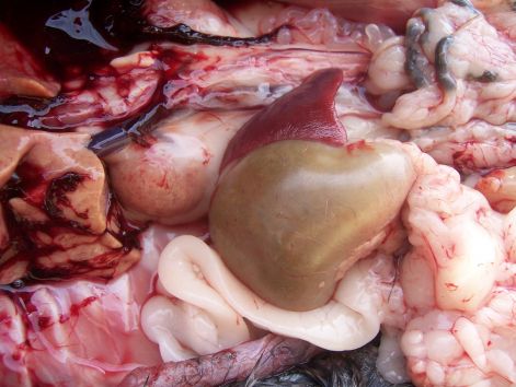 000_7466.jpg 000_7466.jpg