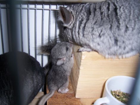 ficank_000_0599.jpg