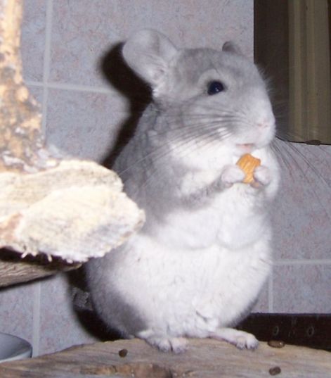 flori000_9211.jpg