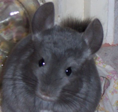 pancho000_4209.jpg