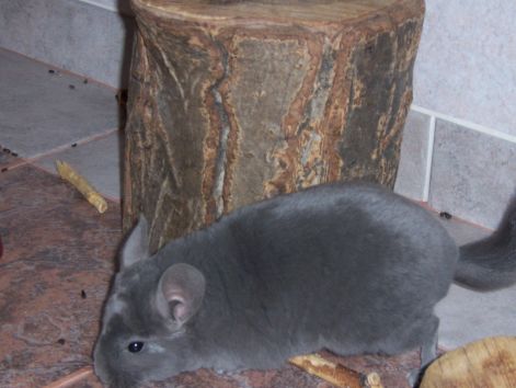 pancho000_5341.jpg