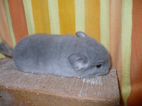 viobaby1.jpg