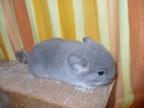 viobaby2.jpg
